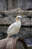 Northern Gannet Bird Journal - 150 Page Lined Notebook/Diary (Paperback) - Cs Creations Photo