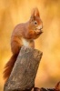 Red Squirrel Chowing Down Journal - 150 Page Lined Notebook/Diary (Paperback) - Cool Image Photo