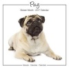 Pug Studio Calendar 2017 (Calendar) - Avonside Publishing Ltd Photo