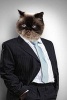 Cat in a Business Suit Journal - 150 Page Lined Notebook/Diary (Paperback) - Cool Image Photo