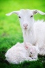 White Mama Goat and Her Baby Kid Family Journal - 150 Page Lined Notebook/Diary (Paperback) - Cs Creations Photo