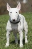 A White Bull Terrier Posing in the Park Dog Journal - 150 Page Lined Notebook/Diary (Paperback) - Cs Creations Photo