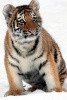 Tiger Cub in the Snow Animal Journal - 150 Page Lined Notebook/Diary (Paperback) - Cs Creations Photo