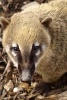 A Coati Looking Up, for the Love of Animals - Blank 150 Page Lined Journal for Your Thoughts, Ideas, and Inspiration (Paperback) - Unique Journal Photo