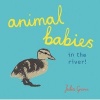 Animal Babies in the River! (Board book) - Julia Groves Photo