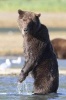 Standing Brown Bear Checking You Out Journal - 150 Page Lined Notebook/Diary (Paperback) - Cool Image Photo