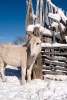 Winter Donkey in the Snow Journal - 150 Page Lined Notebook/Diary (Paperback) - Cs Creations Photo