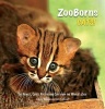 ZooBorns Cats! - The Newest, Cutest Kittens and Cubs from the World's Zoos (Hardcover) - Andrew Bleiman Photo