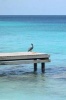 Pelican on a Pier Journal - 150 Page Lined Notebook/Diary (Paperback) - Cool Image Photo