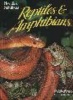 Florida's Fabulous Reptiles and Amphibians: Snakes, Lizards, Alligators, Frogs, and Turtles (Paperback, 1st ed) - Winston Williams Photo