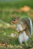 Gray Squirrel (Scirus Carolinensis) on the Ground Journal - 150 Page Lined Notebook/Diary (Paperback) - Benton Press Photo