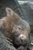 Sleeping Wombat Journal - 150 Page Lined Notebook/Diary (Paperback) - Cool Image Photo