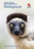 Wildlife of Madagascar (Paperback) - Ken Behrens Photo