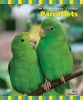 Parrotlets (Paperback) - Nikki Moustaki Photo