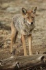 Coyote Standing Near a Log in Yosemite National Park Journal - 150 Page Lined Notebook/Diary (Paperback) - Cool Image Photo