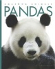 Pandas (Paperback) - Valerie Bodden Photo