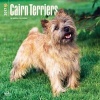 Cairn Terriers 2017 Square (Calendar) - Inc Browntrout Publishers Photo