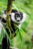 Cute Black and White Ruffed Lemur Animal Journal - 150 Page Lined Notebook/Diary (Paperback) - Cs Creations Photo