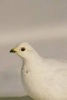 White-Tailed Ptarmigan in Winter Bird Journal - 150 Page Lined Notebook/Diary (Paperback) - Cs Creations Photo