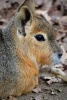 Patagonian Mara Hare Profile, for the Love of Animals - Blank 150 Page Lined Journal for Your Thoughts, Ideas, and Inspiration (Paperback) - Unique Journal Photo