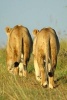 Two Female African Lions Walking Down a Path in a Game Park South Africa Journal - 150 Page Lined Notebook/Diary (Paperback) - Cs Creations Photo