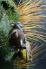 A Mated Pair of Frogs on a Log - Blank 150 Page Lined Journal for Your Thoughts, Ideas, and Inspiration (Paperback) - Unique Journal Photo