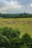 A Huge Flock of Sheep in the Countryside of Wales - Blank 150 Page Lined Journal for Your Thoughts, Ideas, and Inspiration (Paperback) - Unique Journal Photo