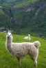 Llamas in a Mountain Meadow in Peru Journal - 150 Page Lined Notebook/Diary (Paperback) - Cs Creations Photo