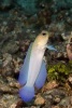 Goby Fish Darts from Its Burrow Journal - 150 Page Lined Notebook/Diary (Paperback) - Cool Image Photo