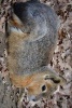 Patagonian Mara Hare Resting, for the Love of Animals - Blank 150 Page Lined Journal for Your Thoughts, Ideas, and Inspiration (Paperback) - Unique Journal Photo