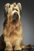 Briard -  Dog Journal/Notebook/Diary (Paperback) - Artified Pets Photo