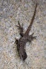 Eastern Fence Lizard - Blank 150 Page Lined Journal for Your Thoughts, Ideas, and Inspiration (Paperback) - Unique Journal Photo