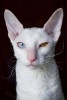 Cool White Cornish Rex Cat with Different Colored Eyes Journal - 150 Page Lined Notebook/Diary (Paperback) - Cs Creations Photo