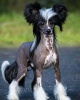 Chinese Crested -  Journal/Notebook/Diary, 8" by 10" and 160 Pages (Paperback) - Artified Pets Photo