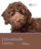 Labradoodle - Dog Expert (Paperback) - Sara Roberts Photo