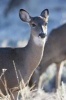 Say Hello to the Whitetail Doe Journal (Deer) - 150 Page Lined Notebook/Diary (Paperback) - Cool Image Photo