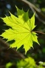 Leaf of the Norwegian Maple Tree - Blank 150 Page Lined Journal for Your Thoughts, Ideas, and Inspiration (Paperback) - Unique Journal Photo