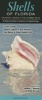 Shells of Florida-Atlantic Ocean & Florida Keys - A Beachcomber's Guide to Coastal Areas (Poster) - Jeanne L Murphy Photo