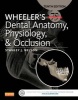 Wheeler's Dental Anatomy, Physiology and Occlusion (Hardcover, 10th Revised edition) - Stanley J Nelson Photo