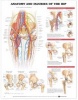 Anatomy and Injuries of the Hip Anatomical Chart (Wallchart) - Anatomical Chart Company Photo