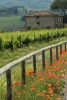 Poppies, a Field, and a Stone Farm Building in Tuscany Italy Journal - 150 Page Lined Notebook/Diary (Paperback) - Cs Creations Photo