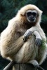 A Gibbon Primate on a Perch - Blank 150 Page Lined Journal for Your Thoughts, Ideas, and Inspiration (Paperback) - Unique Journal Photo