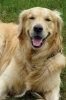 Happy Golden Retriever Dog Journal - 150 Page Lined Notebook/Diary (Paperback) - Cool Image Photo