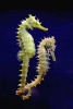 A Seahorse Pair in the Aquarium - Blank 150 Page Lined Journal for Your Thoughts, Ideas, and Inspiration (Paperback) - Unique Journal Photo