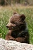 Grizzly Bear Cub Sitting by a Log Journal - 150 Page Lined Notebook/Diary (Paperback) - Cs Creations Photo