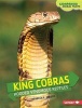 King Cobras - Hooded Venomous Reptiles (Hardcover) - Rebecca E Hirsch Photo