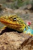 A Colorful Collared Lizard Sunning on a Rock - Blank 150 Page Lined Journal for Your Thoughts, Ideas, and Inspiration (Paperback) - Unique Journal Photo