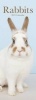 Rabbits Slim Calendar 2017 (Calendar) - Avonside Publishing Ltd Photo