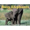 Busy Elephants (Board book) - John Schindel Photo