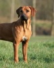 Rhodesian Ridgeback -  Journal/Notebook/Diary, 8" by 10" and 160 Pages (Paperback) - Artified Pets Photo